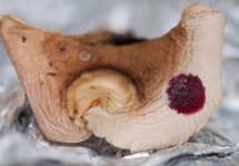 Sample 3 – Russula