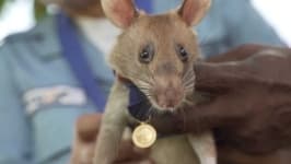 Sample 2 – Rat