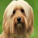 Sample 4 – Cockapoo