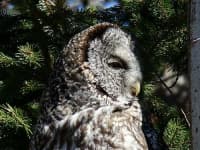 Sample 2 – Great grey owl