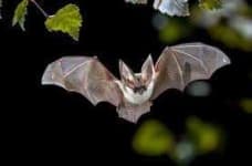 Sample 2 – Bat