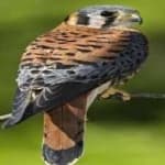 Sample 4 – American kestrel