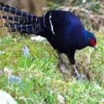 Sample 23 – Mikado pheasant