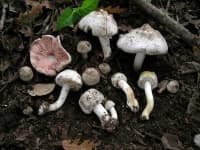 Sample 3 – Agaricus