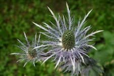 Sample 3 – Alpine sea holly