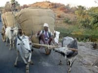 Sample 6 – Oxcart