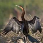 Sample 2 – Anhinga