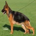 Sample 1 – German sheperd