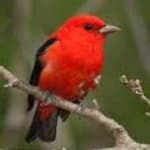 Sample 6 – Scarlet tanager