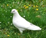 Sample 6 – Dove