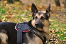 Sample 4 – German shepherd