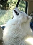 Sample 2 – Samoyed