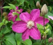 Sample 4 – Clematis