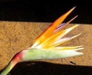 Sample 9 – Bird of paradise flower