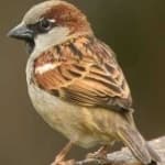 Sample 4 – House sparrow