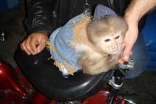 Sample 6 – Capuchin