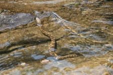 Sample 3 – Water snake