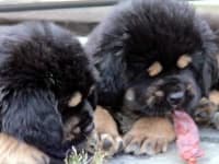 Sample 6 – Tibetan terrier