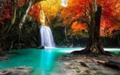 Sample 6 – Tropical forest