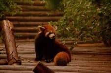 Sample 6 – Lesser panda