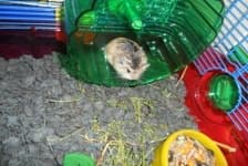 Sample 6 – Hamster