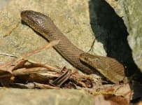 Sample 5 – Water snake