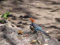 Sample 3 – Agama