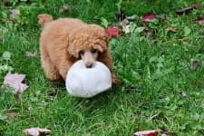 Sample 4 – Miniature poodle