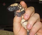 Sample 3 – Gila monster