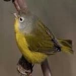 Sample 2 – Malagasy white eye