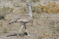 Sample 1 – Bustard