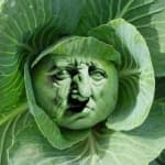 Sample 4 – Cabbage