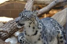 Sample 2 – Snow leopard