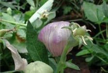 Sample 4 – Balloon flower