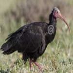 Sample 3 – Bald ibis