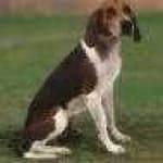 Sample 5 – Walker hound