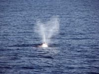 Sample 6 – Grey whale