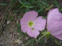 Sample 1 – Pink primrose