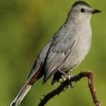 Sample 2 – Gray catbird