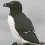 Sample 2 – Razorbill