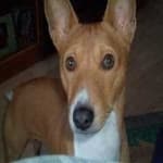 Sample 1 – Basenji