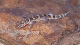 Sample 2 – Banded gecko