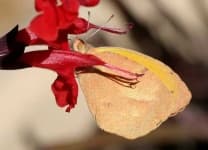 Sample 2 – Sulphur butterfly