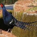 Sample 17 – Mikado pheasant