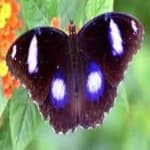 Sample 5 – Eggfly
