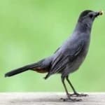 Sample 1 – Gray catbird