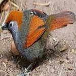 Sample 5 – Red tailed thrush