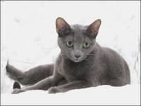 Sample 2 – Russian blue