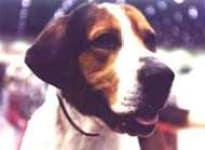 Sample 2 – English foxhound
