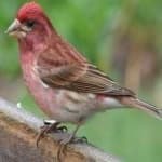 Sample 6 – Purple finch